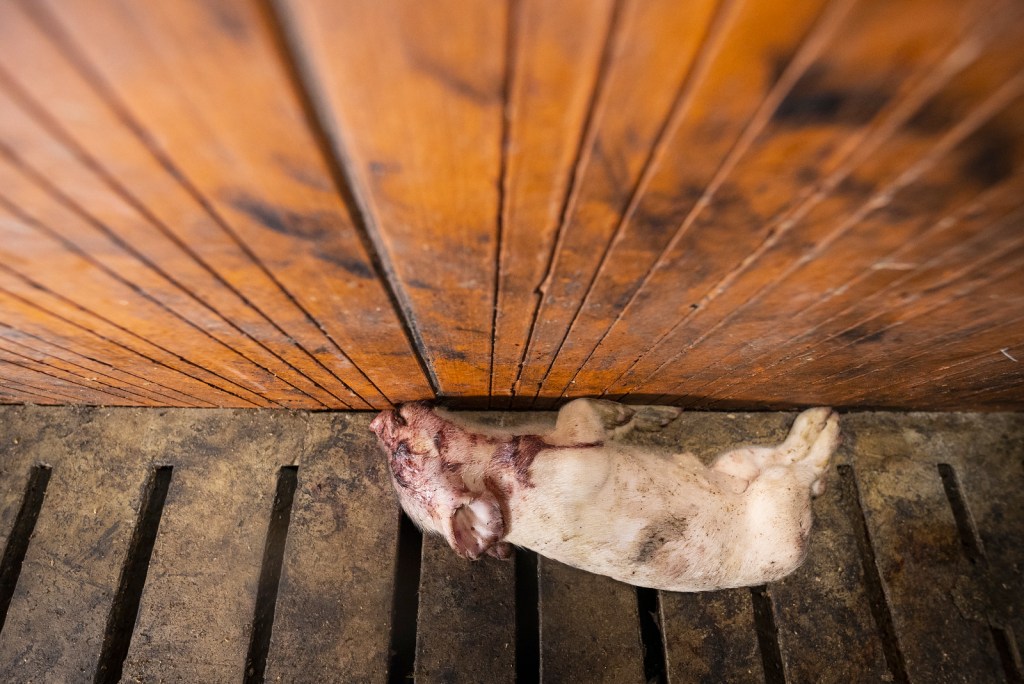 La nouvelle enquête choc de&nbsp;L214